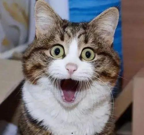 娱乐吃瓜酱神仙猫